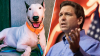 WATCH LIVE: Gov. DeSantis signs two animal rights bills: Trooper's and Dexter's laws