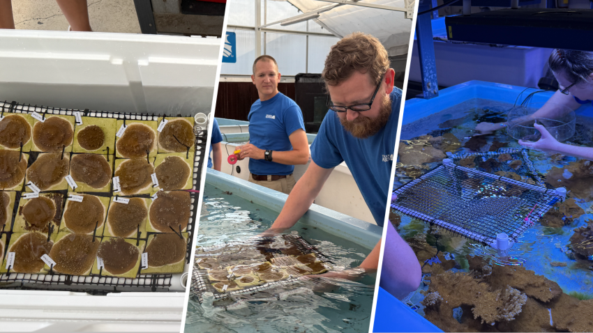 There are 1,050 baby corals that just arrived in the Florida Keys for their next step in a mission to restore the marine ecosystem.
