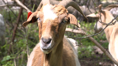 Goats enlisted to fight invasive plants in Wisconsin parks