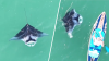 WATCH: Manta ray swims under paddleboarder with a splash off of Florida coast