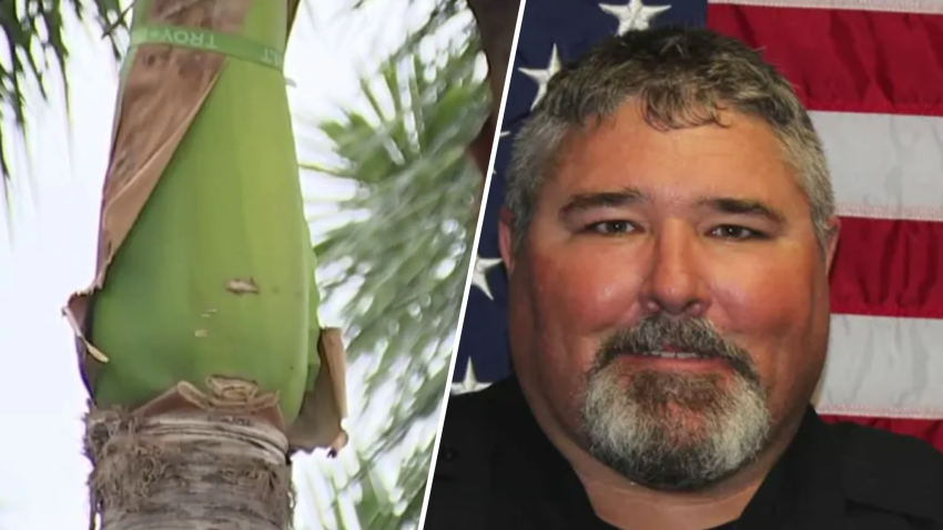 The wife of a South Florida police officer killed in a motorcycle crash is lobbying to bring a simple solution to a potentially deadly problem to more cities. 
It’s an answer to a threat literally looming over sidewalks and streets: palm fronds.