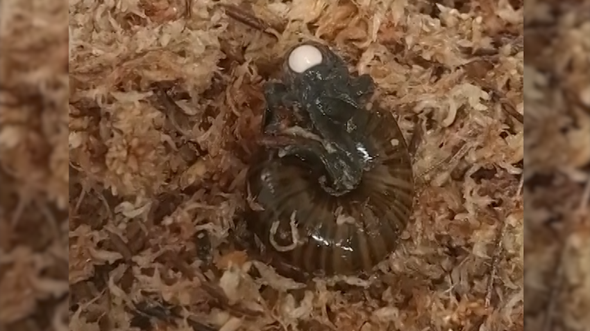 A rare New Zealand snail was captured for the first time on camera laying eggs from its neck.