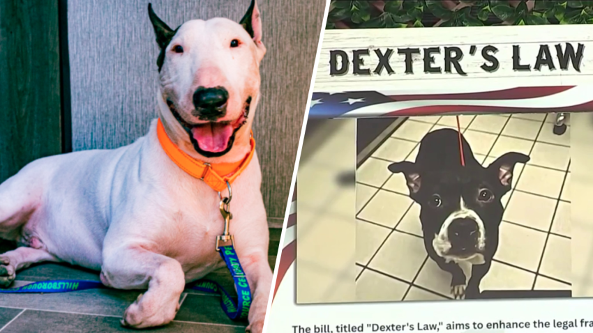 Gov. Ron DeSantis signed two animal rights bills on Wednesday morning from a rescue organization in Palm Beach County.