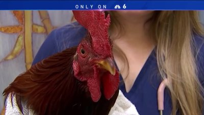 Man charged with animal cruelty after being caught on video beating rooster in Fort Lauderdale