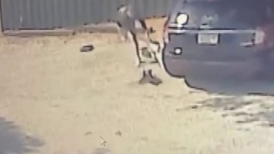 Police arrest man accuse of abusing beloved rooster in Fort Lauderdale
