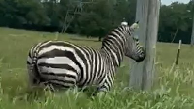 Escaped pet zebra runs along Tennessee road