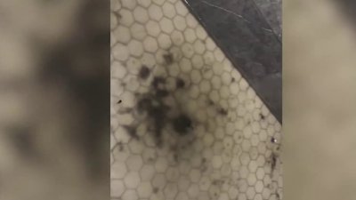 Residents at Cutler Bay apartments say complex is unsanitary and unsafe