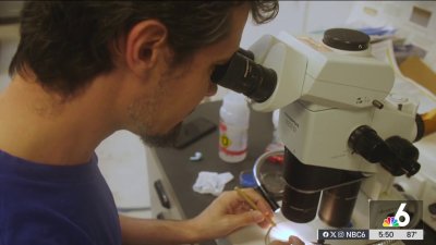 New hybrid termites found in Florida: Why experts are sounding the alarm