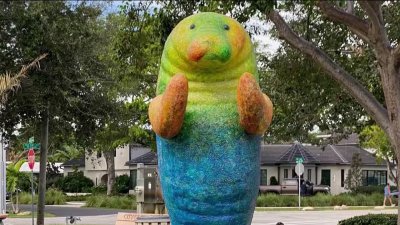 Police searching for man caught on camera stealing manatee statue in Wilton Manors
