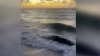 Video captures sperm whale stranded on a Miami beach before being euthanized