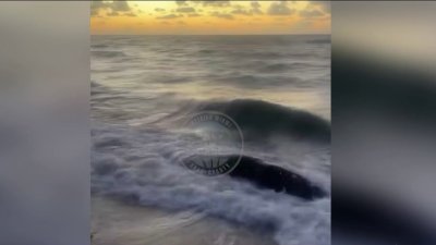 Video shows sperm whale stranded on a Miami beach before being euthanized