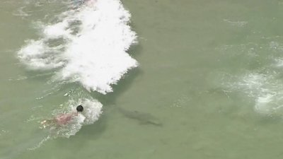 RAW: Shark spotted swimming near people at Fort Lauderdale Beach