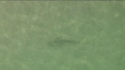 Shark spotted swimming near people in shallow waters at Fort Lauderdale Beach