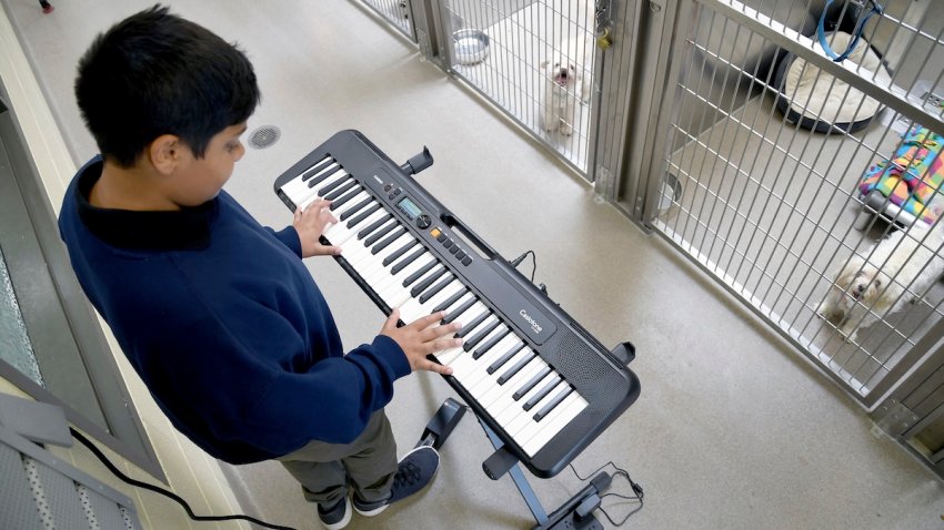 Yuvi Agarwal, the founder of Wild Tunes, which aims to soothe stressed shelter animals with live music, plays the keyboard at the Denver Animal Shelter, on Friday, May 30, 2025.