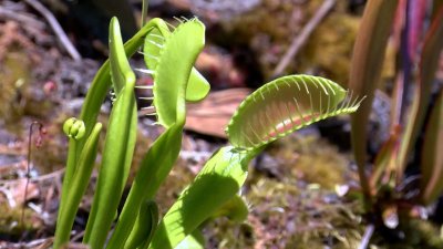 Park ranger warns of threats to Venus flytraps
