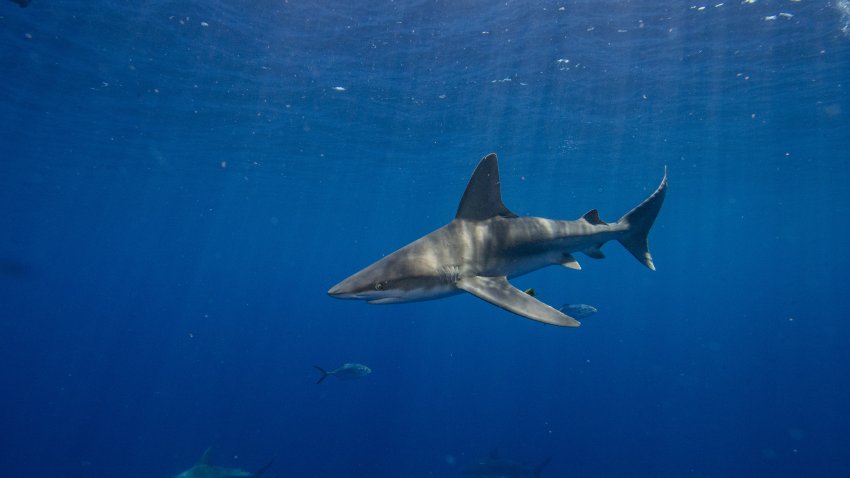 Jupiter, Florida – May 05, 2022:  A sand shark cruises by the boat during an eco tourism shark dive off of Jupiter, Florida on May 5, 2022. (Photo by Joseph Prezioso/Anadolu Agency via Getty Images)