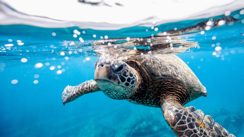 Green Turtle, Chelonia mydas, at a cleaning station in Maui, Hawaii, USA. The green turtle is a large, weighty sea turtle with a wide, smooth carapace, or shell. It inhabits tropical and subtropical coastal waters around the world and has been observed clambering onto land to sunbathe.