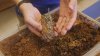 New hybrid termites found in Florida: Why experts are sounding the alarm
