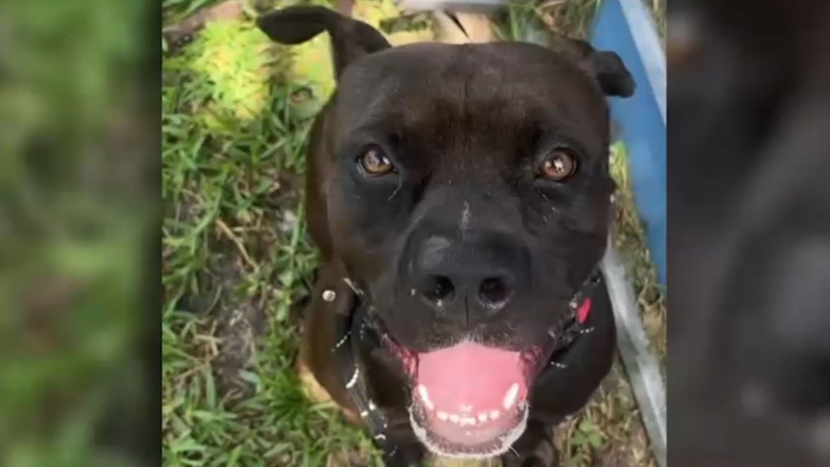 Shelter dog dies in Miami-Dade County facility amid criticism over heat and conditions Shelter dog dies in Miami-Dade County facility amid criticism over heat and conditions
