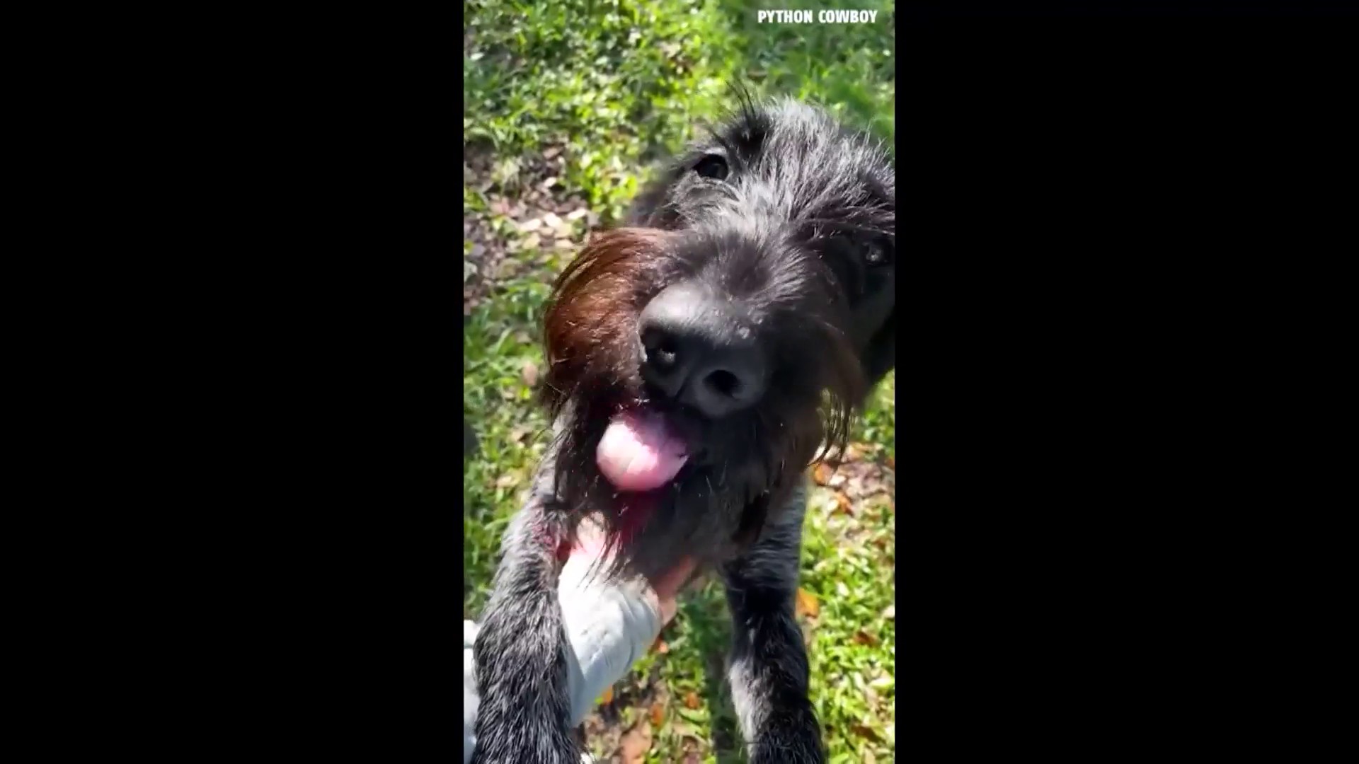 Doesn't seem real': Dog famous for joining hunting trips fatally
