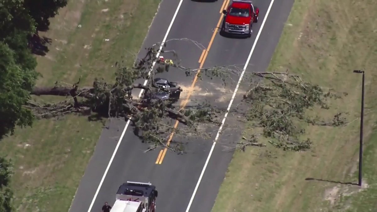 Driver dies after tree crushes car in Central Florida – NBC 6 South Florida