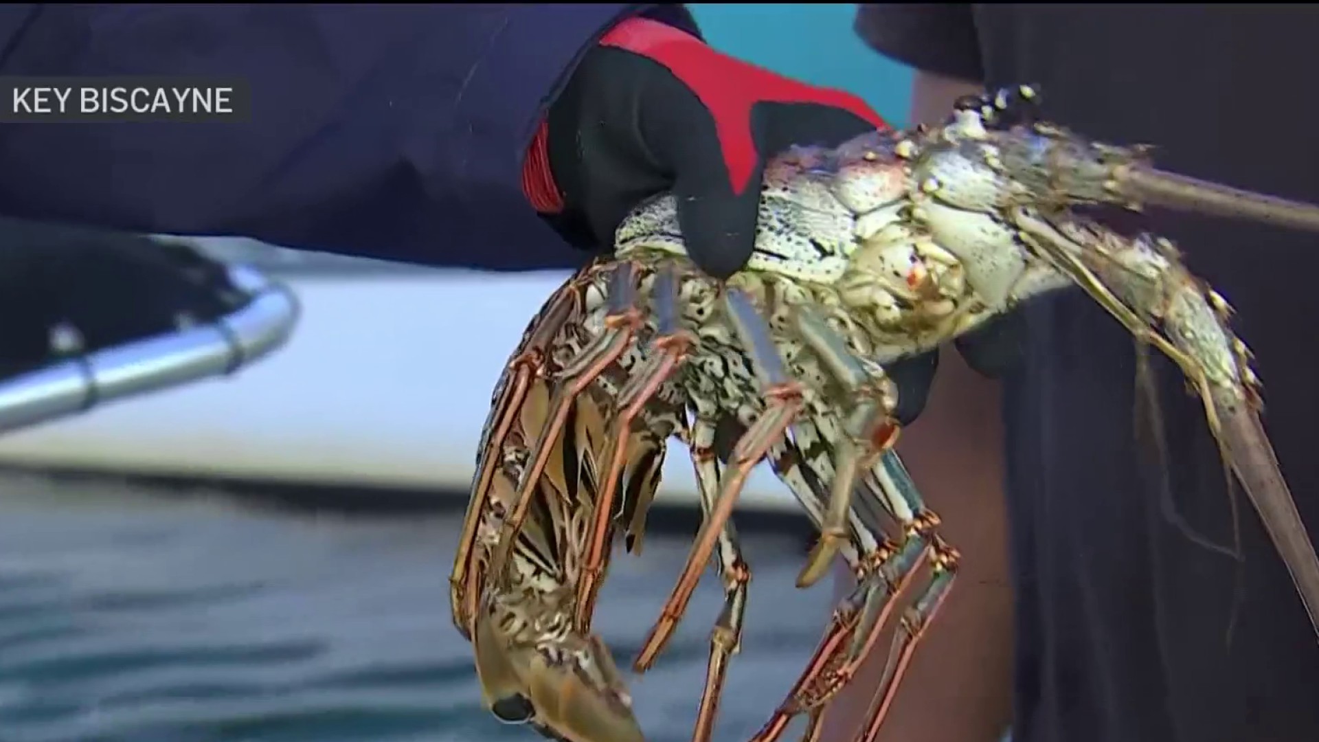 Lobster mini-season 2025 starts Wednesday – NBC 6 South Florida