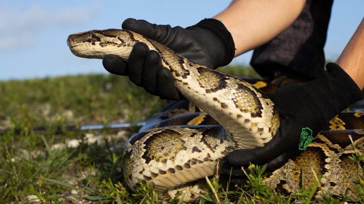 What is the Florida Python Challenge? – NBC 6 South Florida