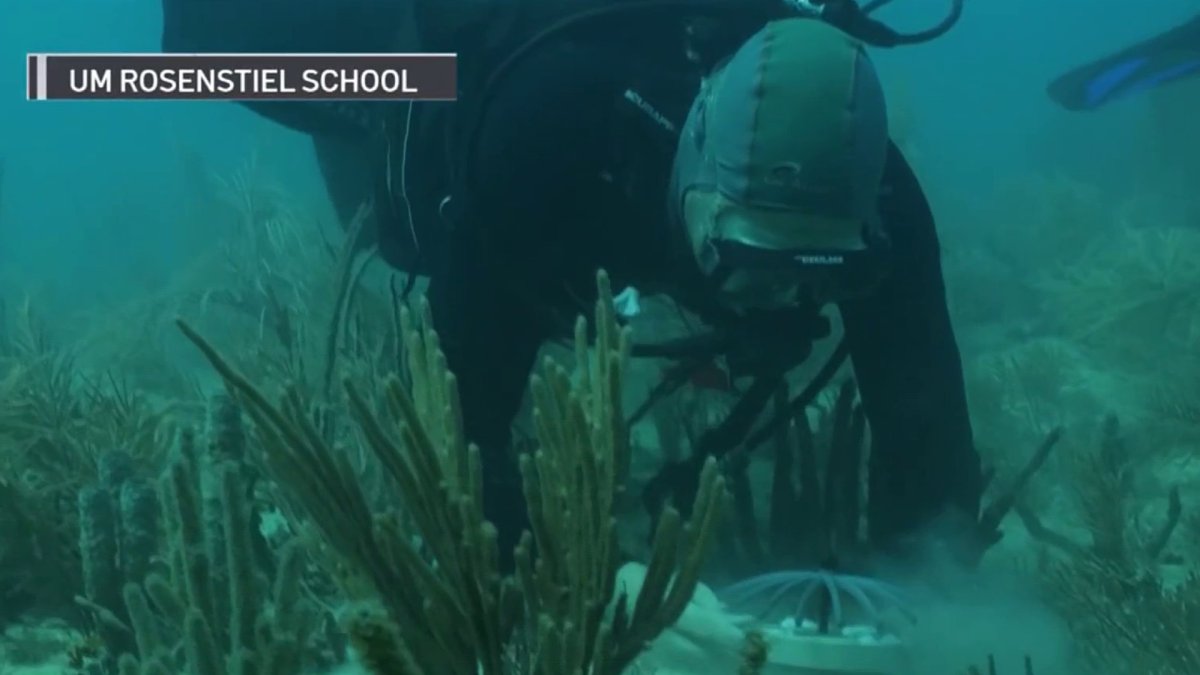 Researchers trying novel approach to bring back iconic coral species off Key Biscayne