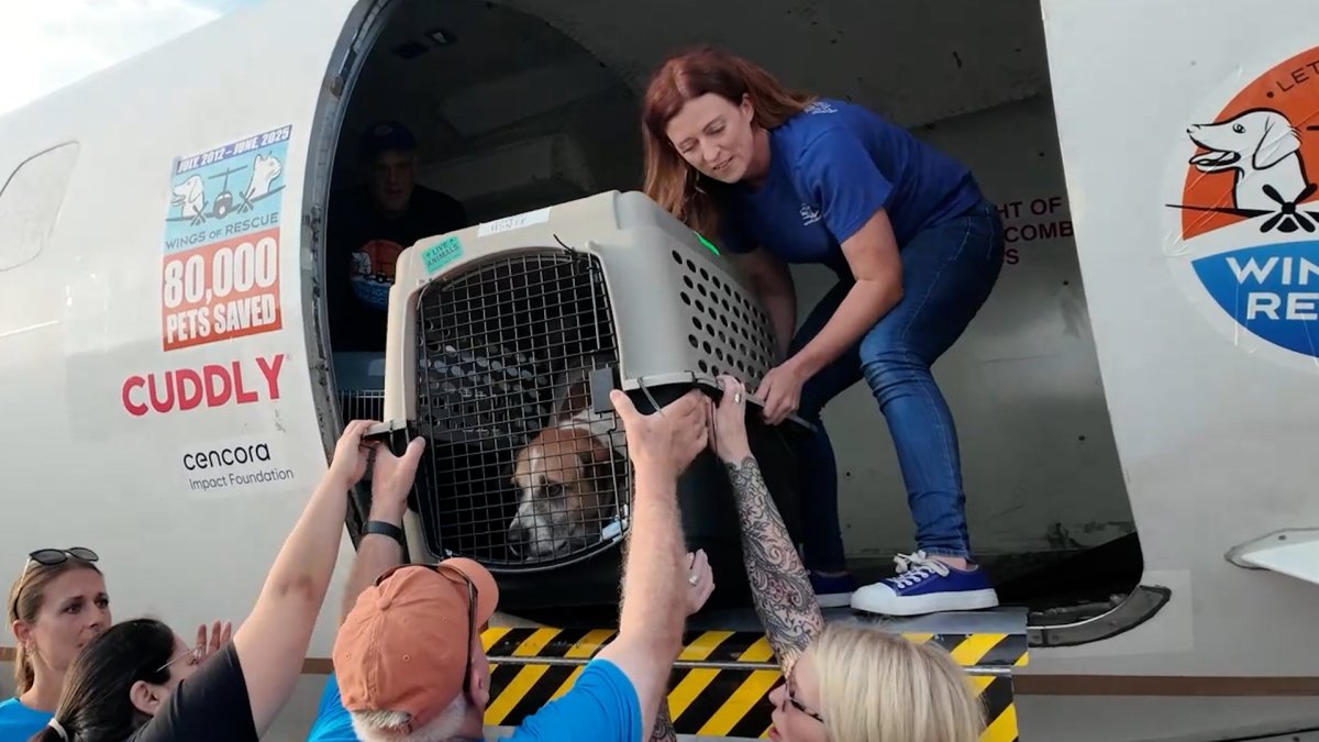 Dogs and cats flown from flooded Texas shelters – NBC 6 South Florida