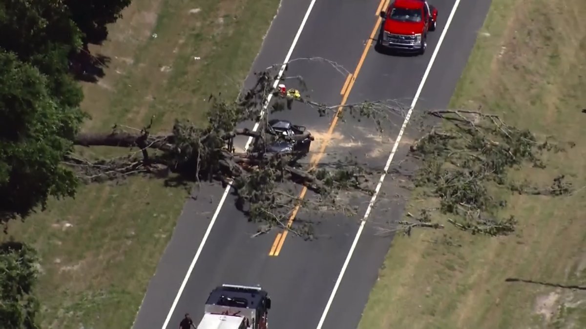 Driver killed after tree falls and crushes car on Florida road
