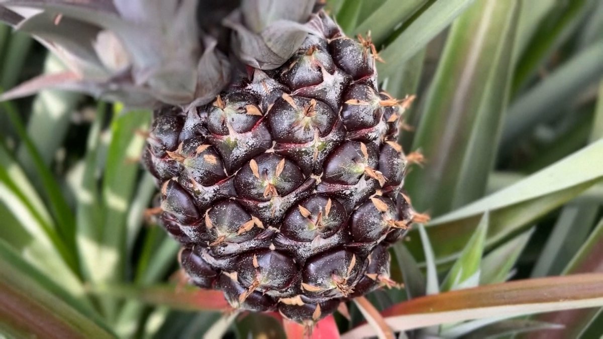 Pineapples from Tennessee? Farm says its the first in state to grow the fruit