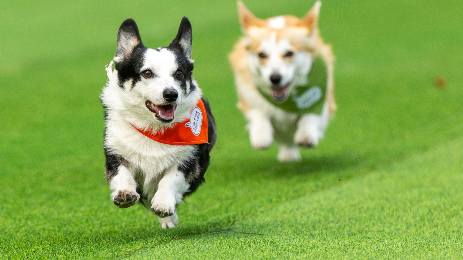 Corgi Rodeo Over 100 teams compete in Lithuania’s international Corgi race – NBC 6 ...