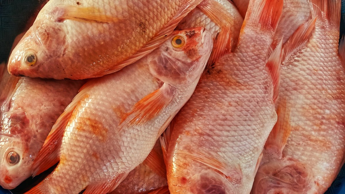 Florida revamps red snapper fishing rules after court ruling