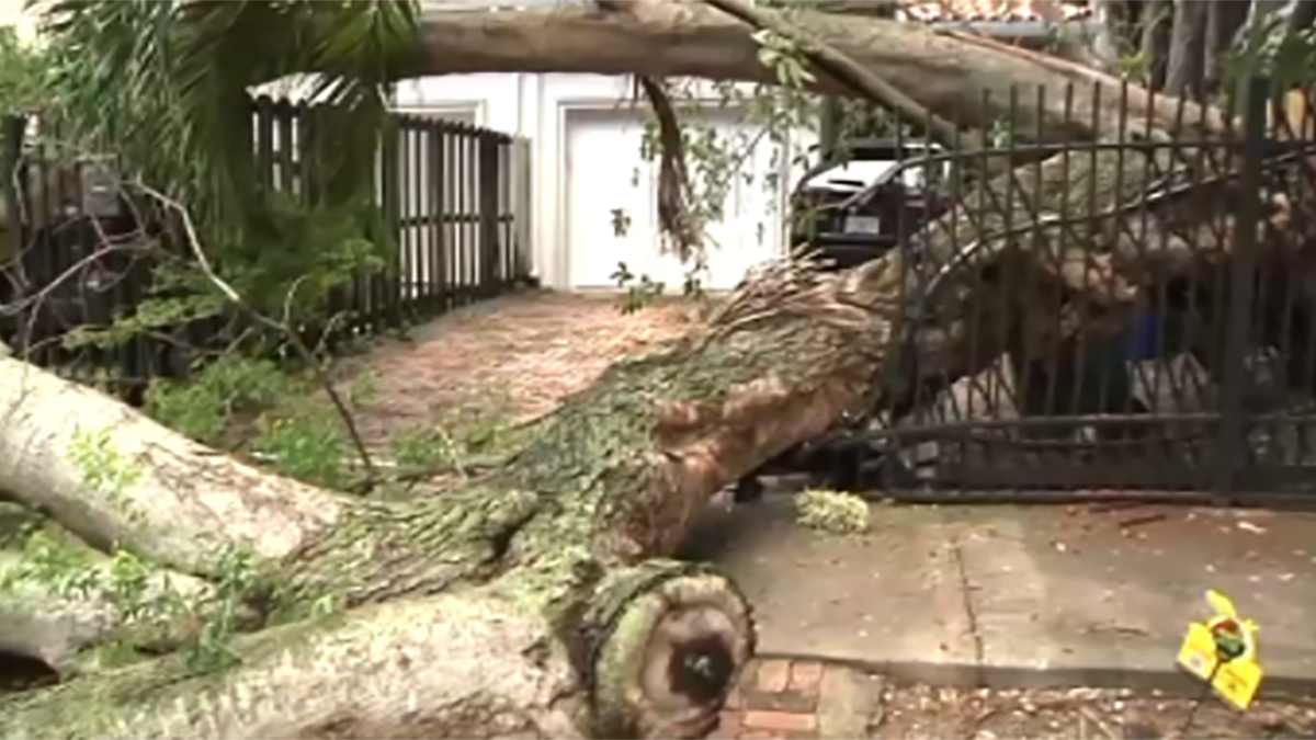 Neighbors wake up to large tree that fell down in Coconut Grove neighborhood