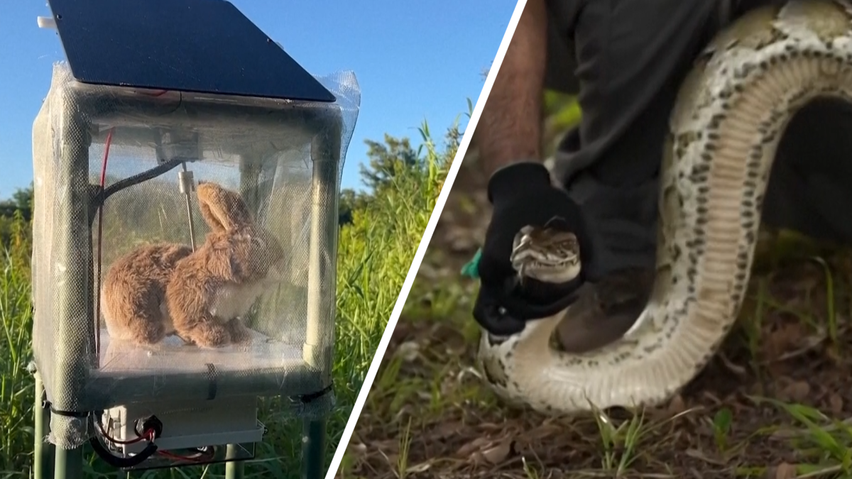 Robot rabbits take on invasive pythons in Florida's Everglades – NBC 6  South Florida
