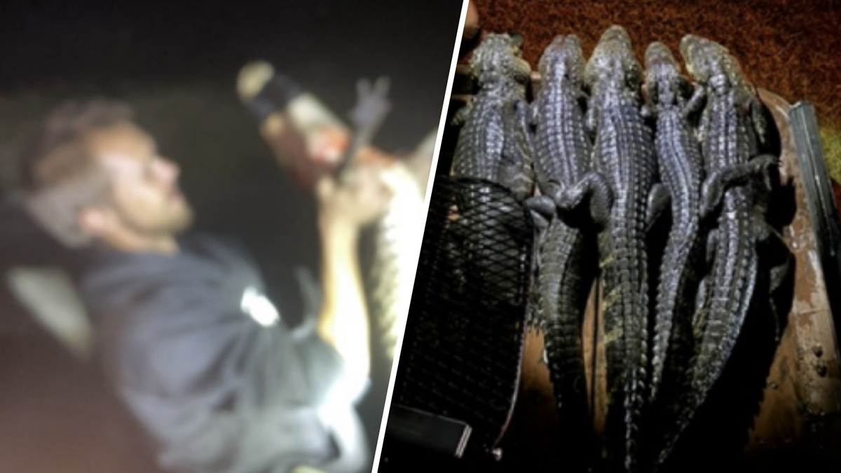 Florida alligator poaching ring busted after videos posted on Snapchat: FWC