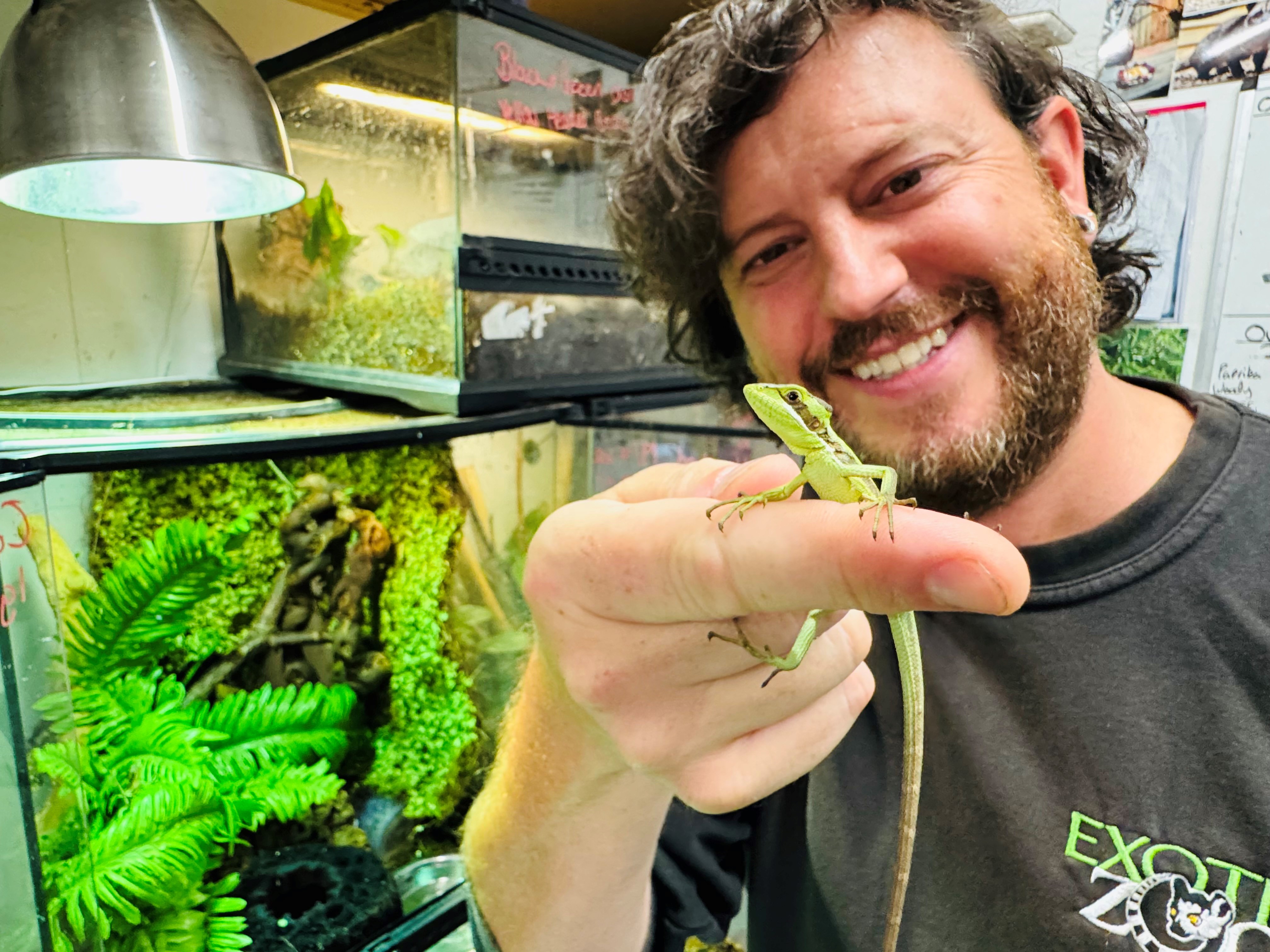 Iguana’s rare ‘virgin birth’ stuns zookeepers in England – NBC 6 South ... - Brazilian Black Iguana Reproduction