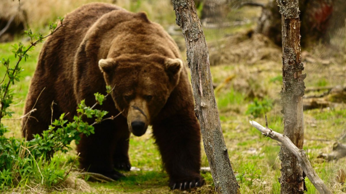 Chunk32 Chunk, 1,200 pounds, wins Alaska’s popular Fat Bear Week contest – NBC ...