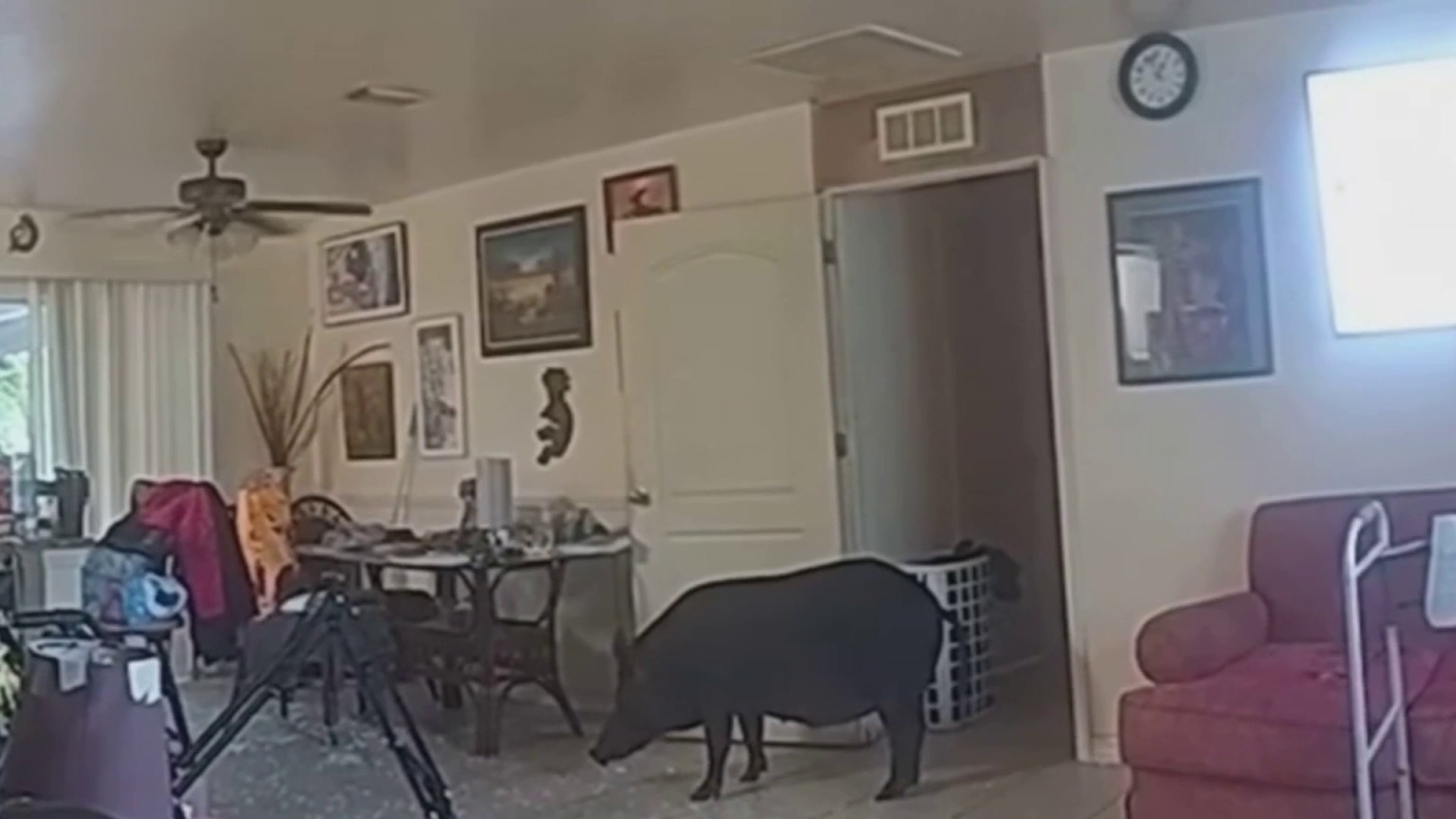 Watch: Wild boar breaks into home in Lee County – NBC 6 South Florida
