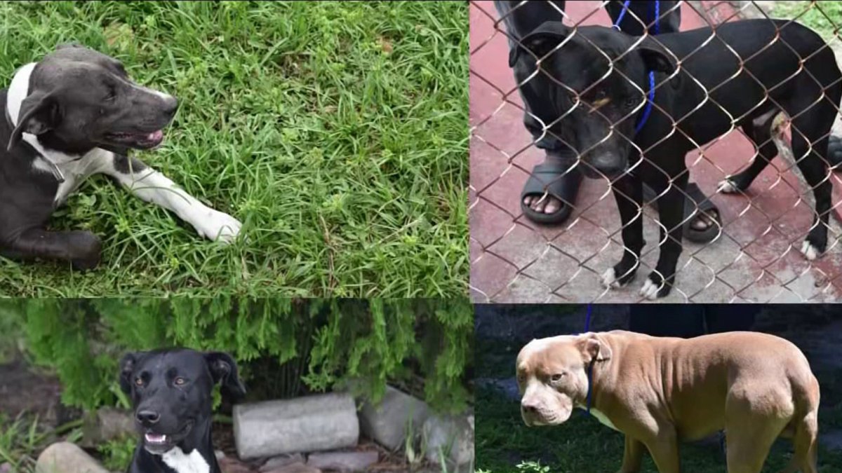 Police add strays to suspect list of deadly dog attack – NBC 6 South ...