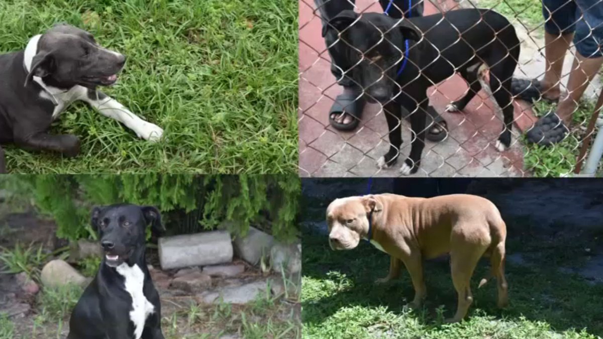 More dogs under scrutiny in deadly mauling of Miami Gardens woman – NBC ...
