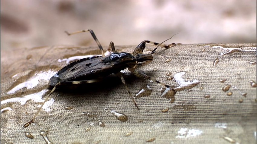 Kissing bug on wet fabric