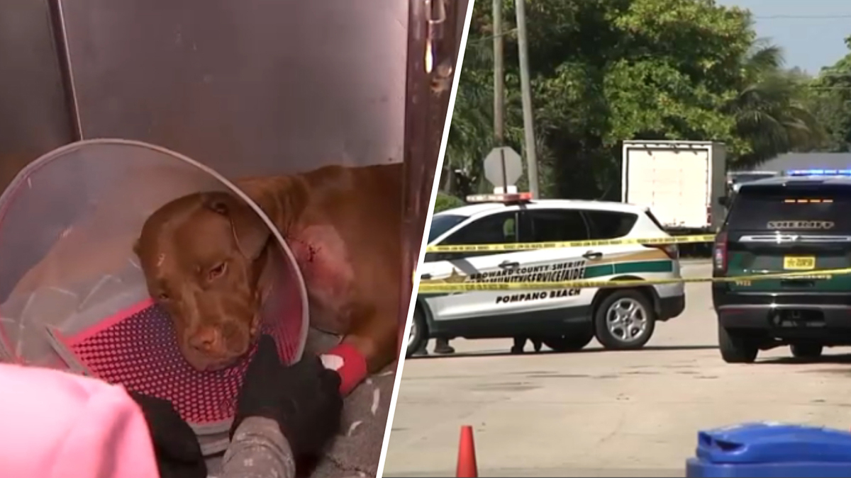 https://media.nbcmiami.com/2025/10/100625-pompano-beach-dog-shooting-sparkles-pit-bull.jpg?quality=85&strip=all&resize=1200,675