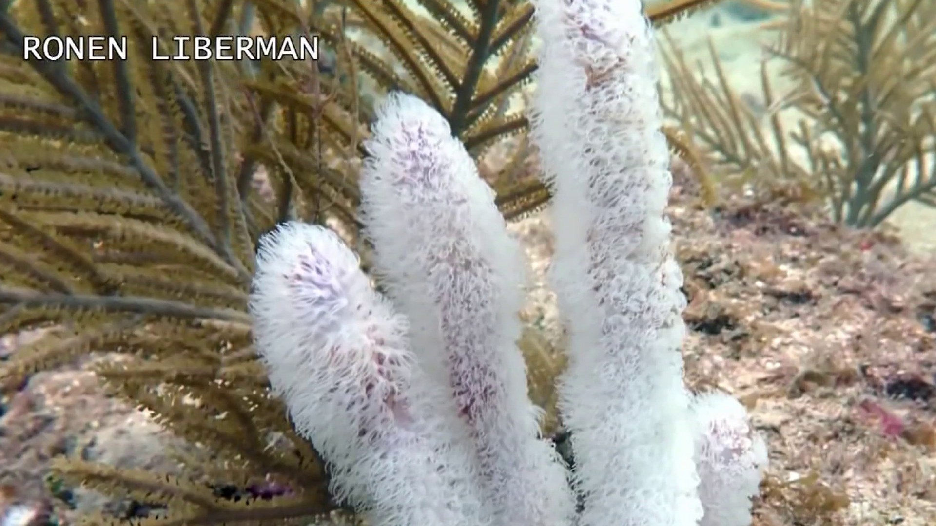 Scientists sound alarm over rare coral bleaching at South