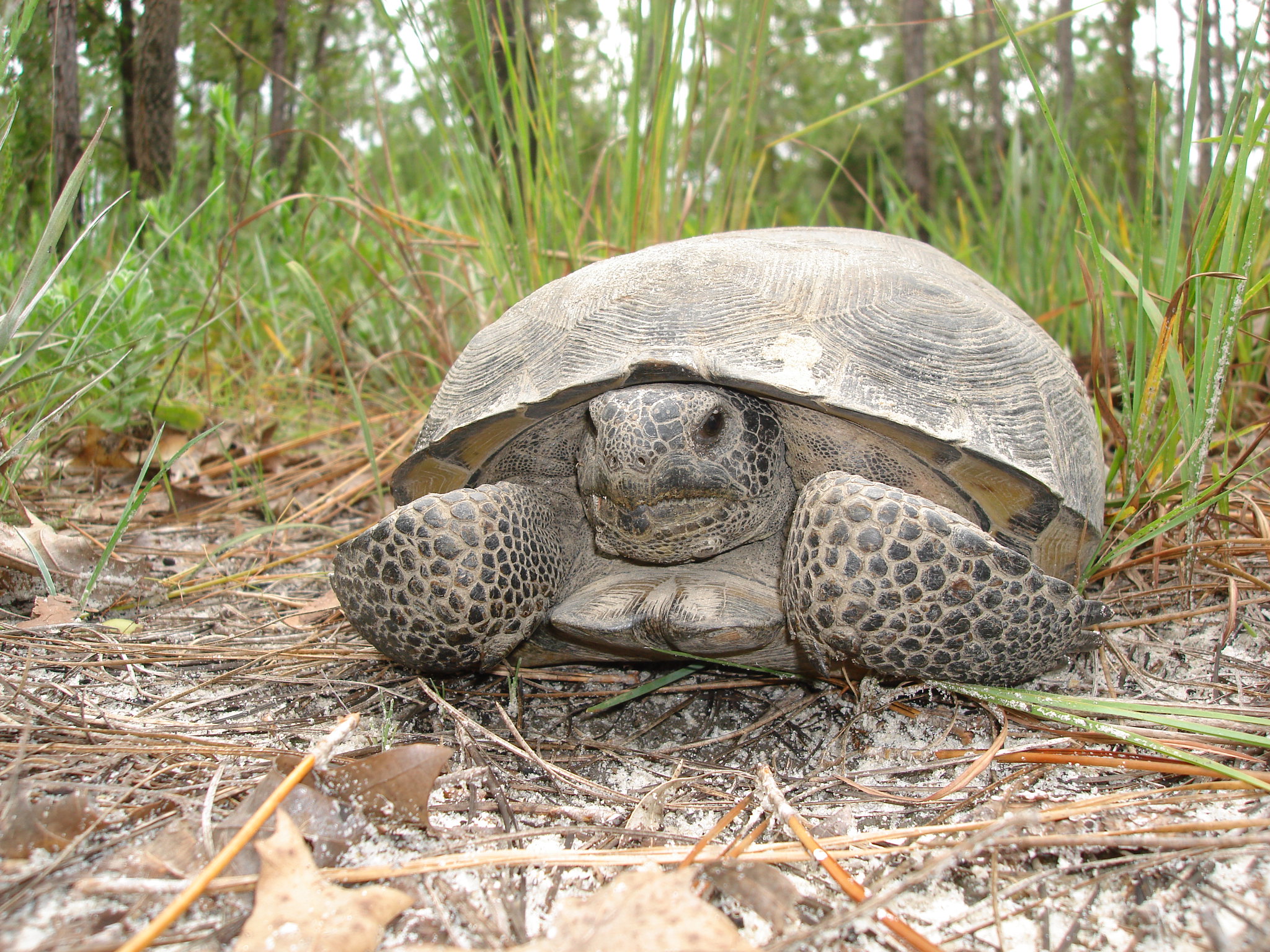 The gopher tortoise, a protector of Florida's animals