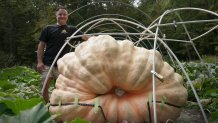 Tony Scott stands with the pumpkin he grew in his Wappingers Falls, N.Y., backyard on Sept. 17, 2025. 