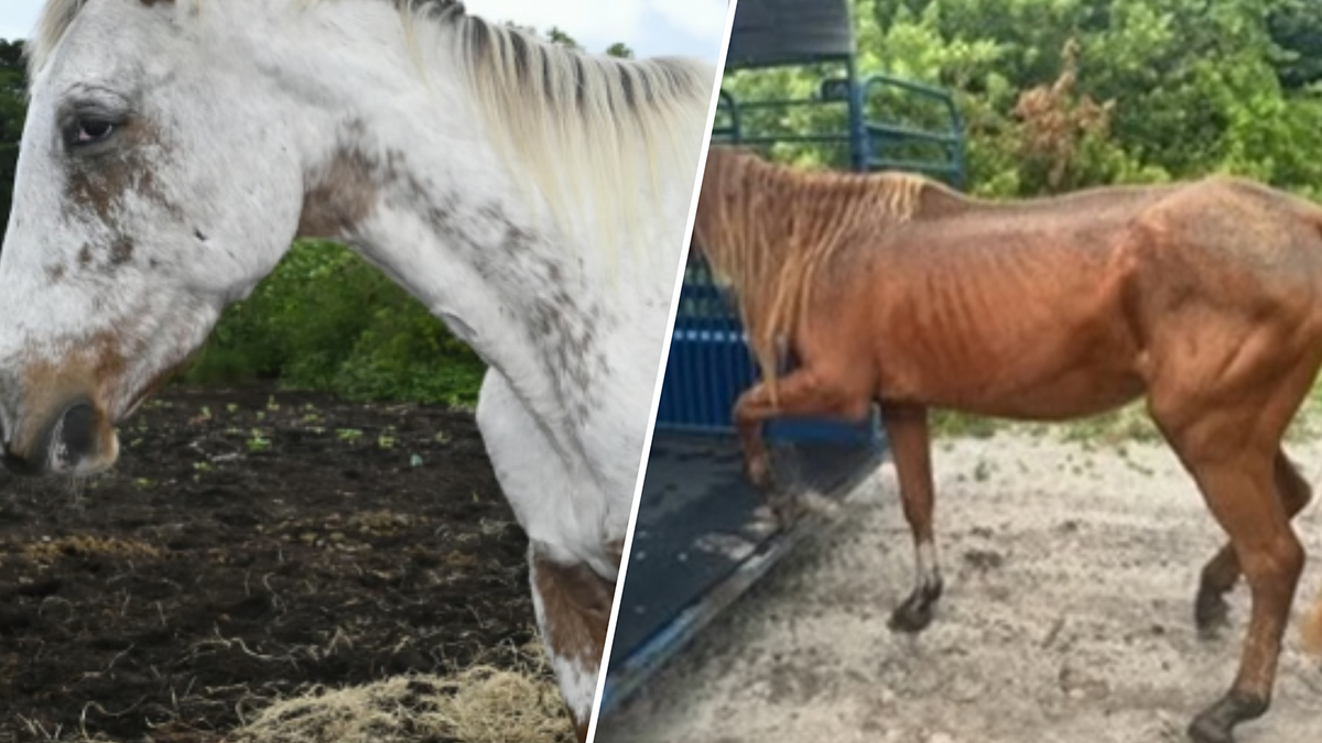 Florida man, 74, charged with animal cruelty after 10 horses found in poor condition
