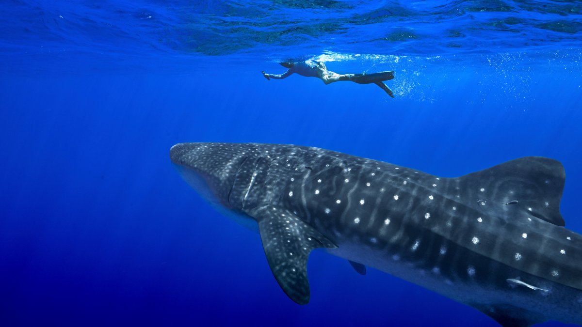 Governments endorse greater protections for sharks amid concerns about overfishing – NBC 6 South Florida