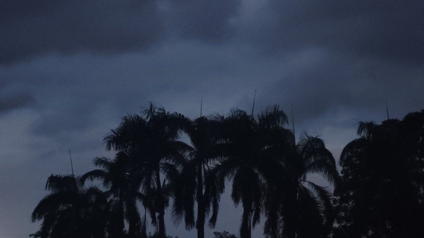 Palm tree