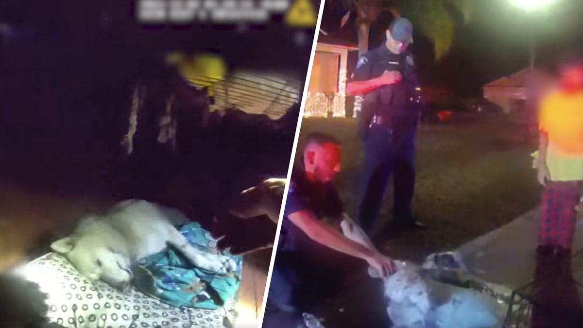 ‘Dogs are family': Video shows Florida officer rescue and revive dog found in burning home